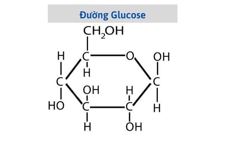 Các polysacarit như tinh bột và cellulose