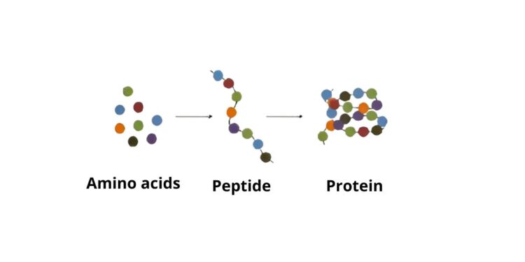 Tính chất hoá học của protein: Cấu trúc và vai trò quan trọng