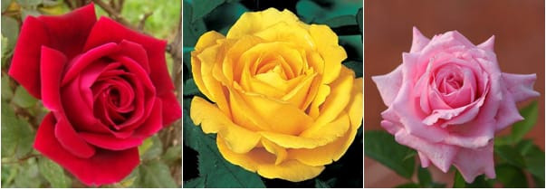 Cấu trúc các cánh hoa hồng với hệ thống biểu bì đặc biệt giúp tổng hợp và khuếch tán các hợp chất bay hơi tạo ra mùi thơm