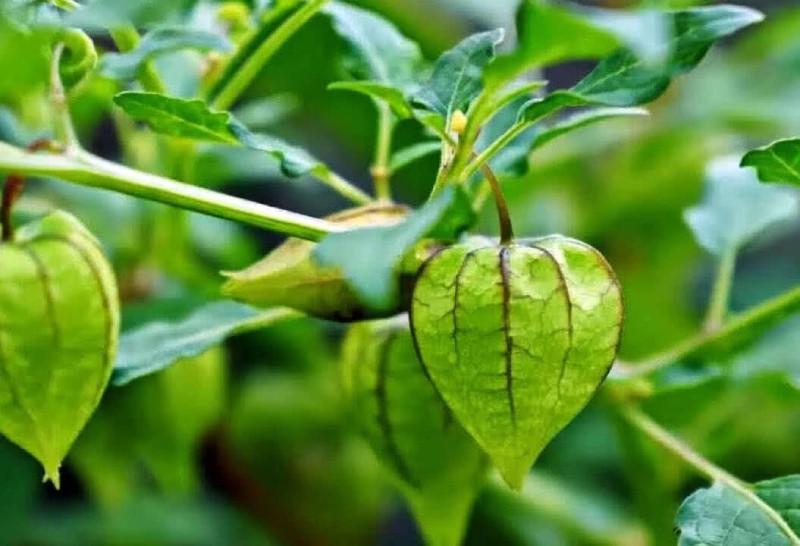 Trái tầm bóp được bọc trong lớp vỏ ngoài trong suốt khi chín