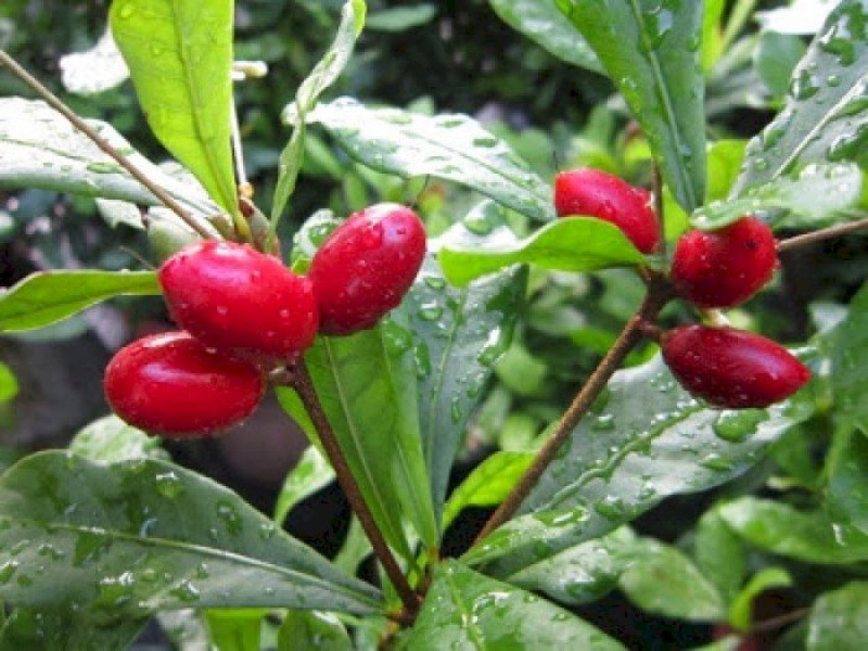 Trái thần kỳ khi chín có màu đỏ, mang vị chua, đắng rồi ngọt