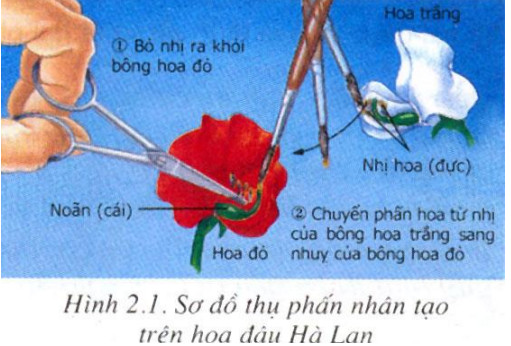 Định Luật Phân Ly Của Menđen: Giải Mã Di Truyền Tính Trạng