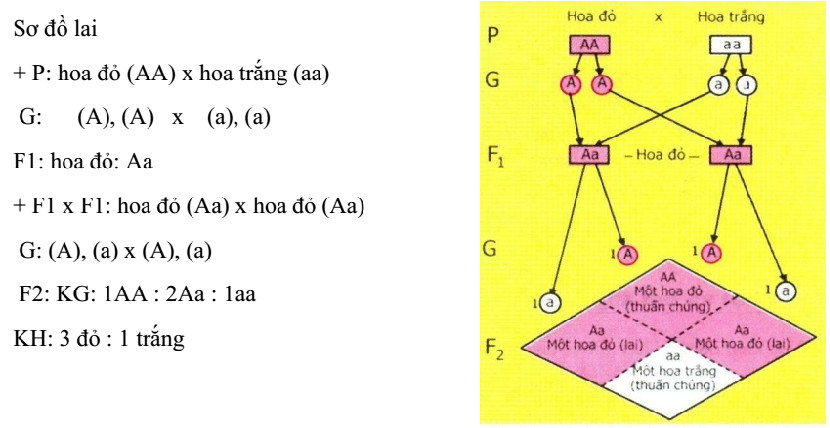 Giải thích kết quả thí nghiệm của Menđen
