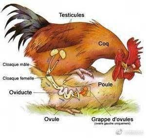 Hình ảnh cận cảnh quá trình giao phối của gà.