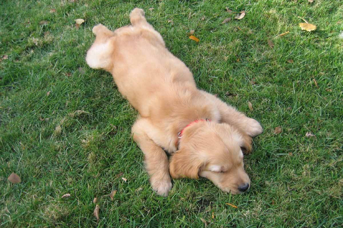 Tư thế nằm duỗi thẳng bốn chân về phía trước và sau như siêu nhân