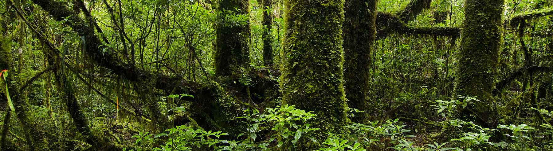Rừng nhiệt đới xanh tươi, rậm rạp với thảm thực vật dày đặc và cây cối phủ đầy rêu—môi trường sống lý tưởng cho các sinh vật khó nắm bắt như kangaroo cây.