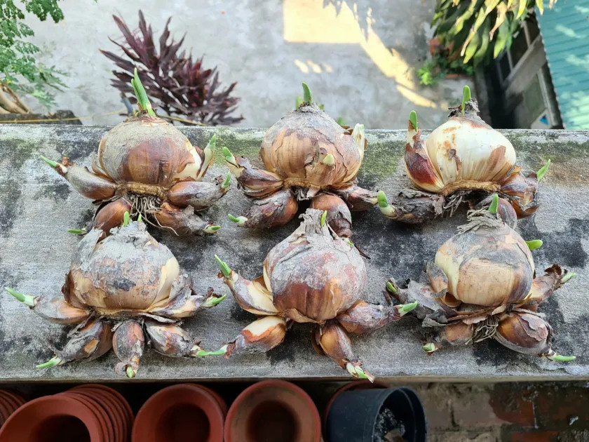 Hoa thủy tiên thường được trồng bằng củ