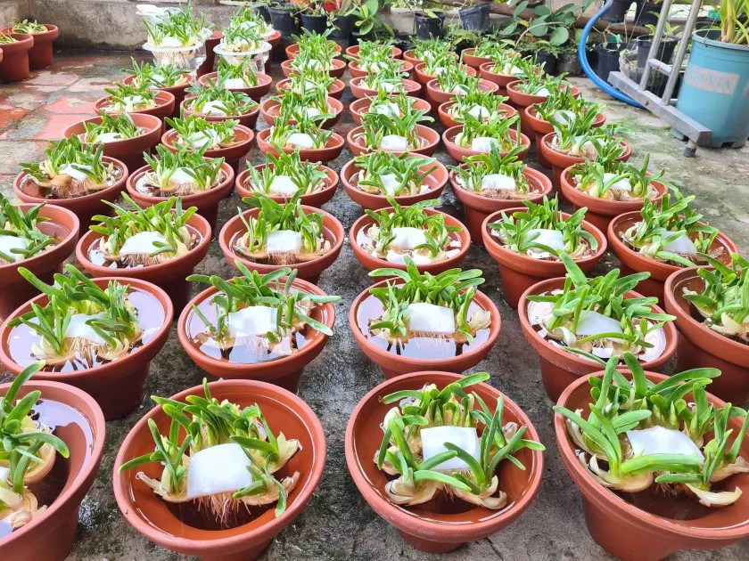 Cách trồng hoa thủy tiên trong nước