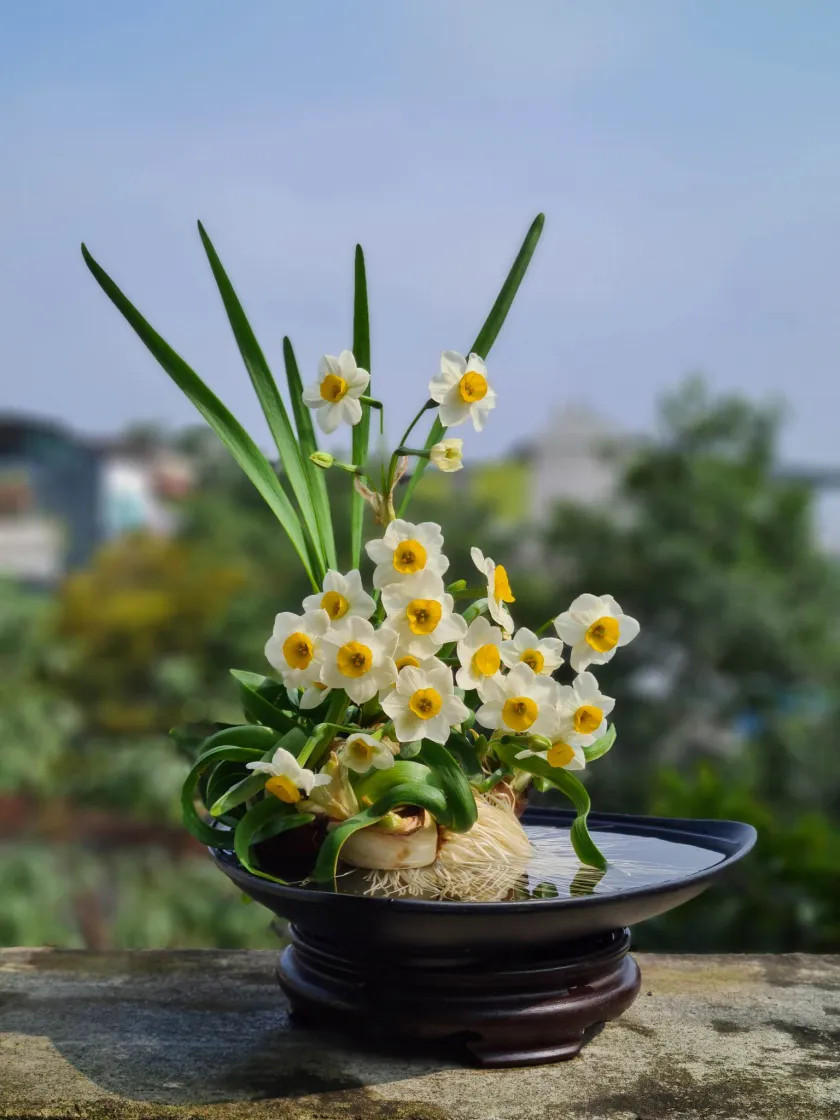 Với vẻ đẹp mềm mại và sắc trắng tinh khôi, hoa Thủy tiên làm lung linh không gian sống