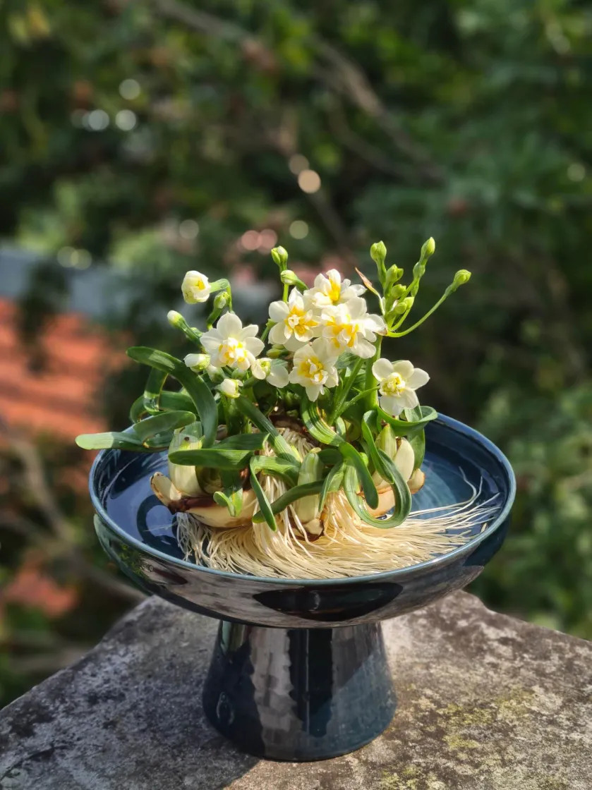 Những bông hoa thủy tiên nước màu trắng tạo nên một bức tranh tươi mới và sảng khoái