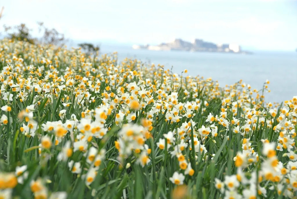 Cây thủy tiên có nhiều màu sắc đa dạng