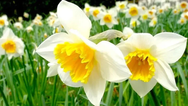 Hoa thủy tiên trắng mang nhiều ý nghĩa tốt đẹp, tượng trưng cho sự nhã nhặn, trong trắng