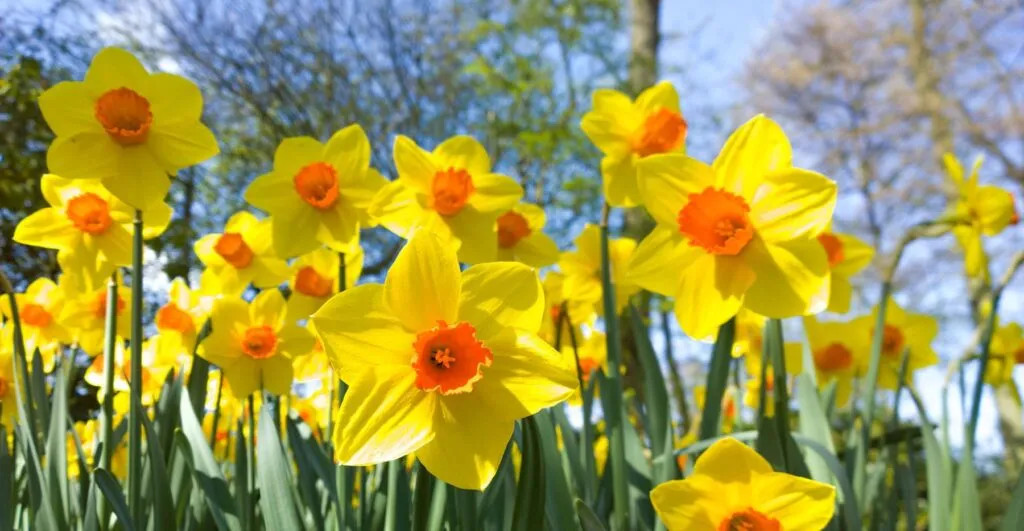 Ý nghĩa của hoa thủy tiên vàng