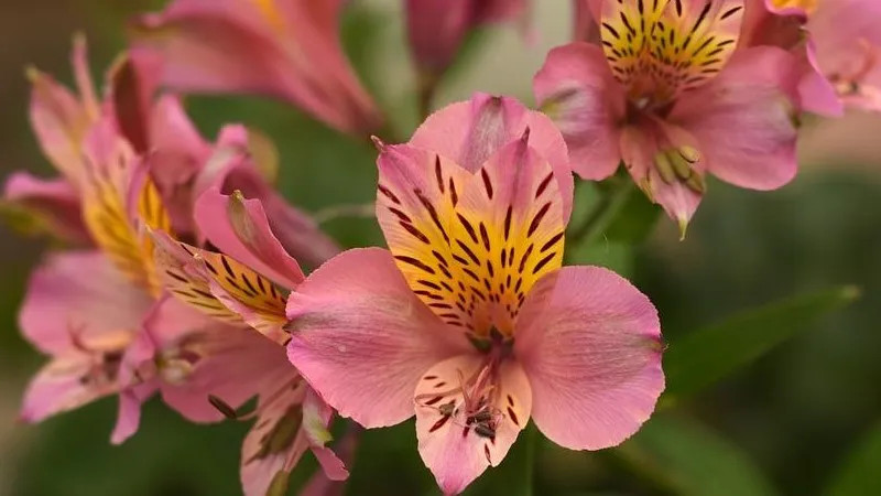 Ý nghĩa của hoa thủy tiên hồng