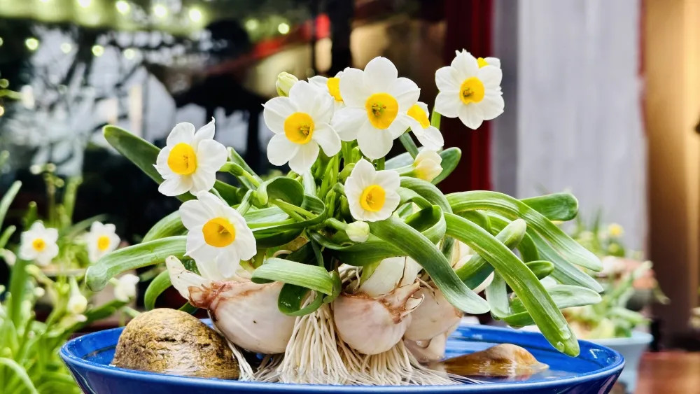 Trang trí hoa thủy tiên trong không gian nhà