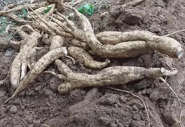 Toàn bộ củ sắn tươi sẽ trải qua quá trình kiểm soát chất lượng nghiêm ngặt