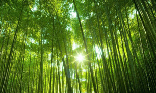 Cảnh quan làng quê Việt Nam với những rặng tre xanh mát bao quanh.