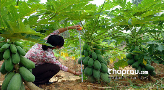 Cánh đồng đu đủ trồng nghiêng.