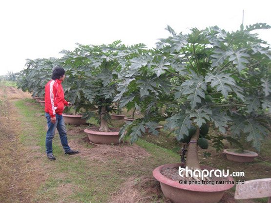 Cây đu đủ trồng nghiêng có gốc to, chắc khỏe.