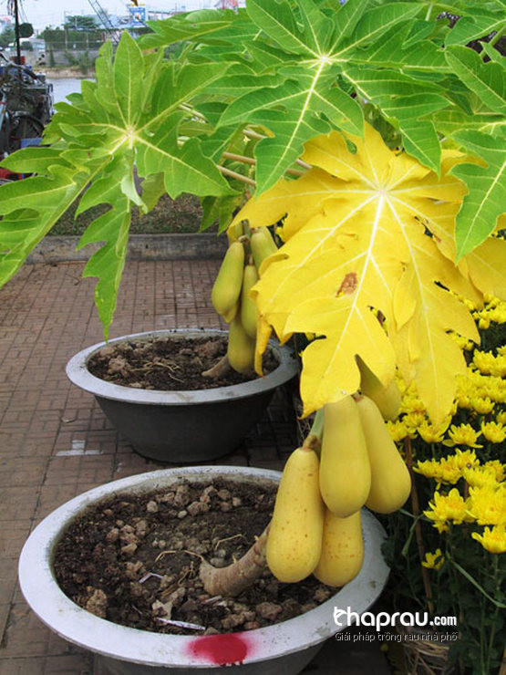 Cây đu đủ trồng nghiêng trong chậu cảnh.