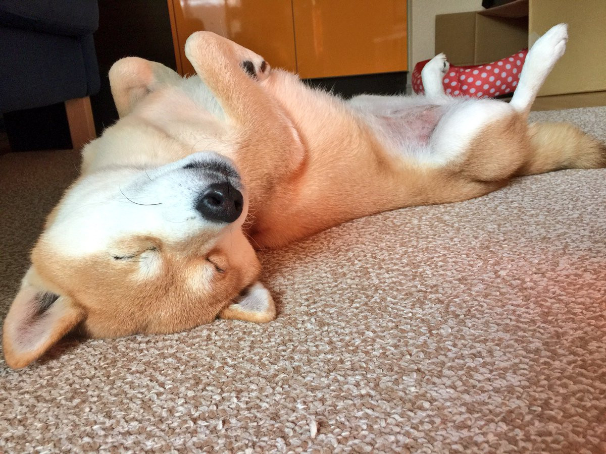 Chó nằm ngửa hoàn toàn phơi vùng bụng lên trên khi đang ngủ say