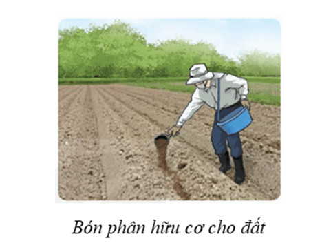 Một người đang tưới nước cho cây trồng