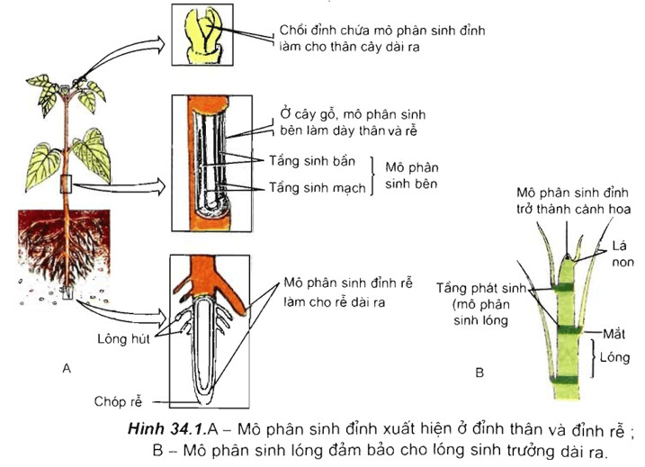 Sinh trưởng ở thực vật: Khái niệm, các loại và yếu tố ảnh hưởng