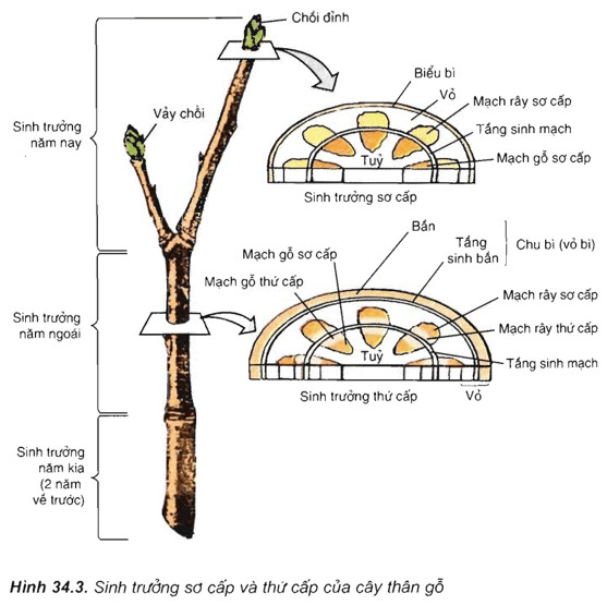 Cấu trúc sinh trưởng thứ cấp ở thân cây