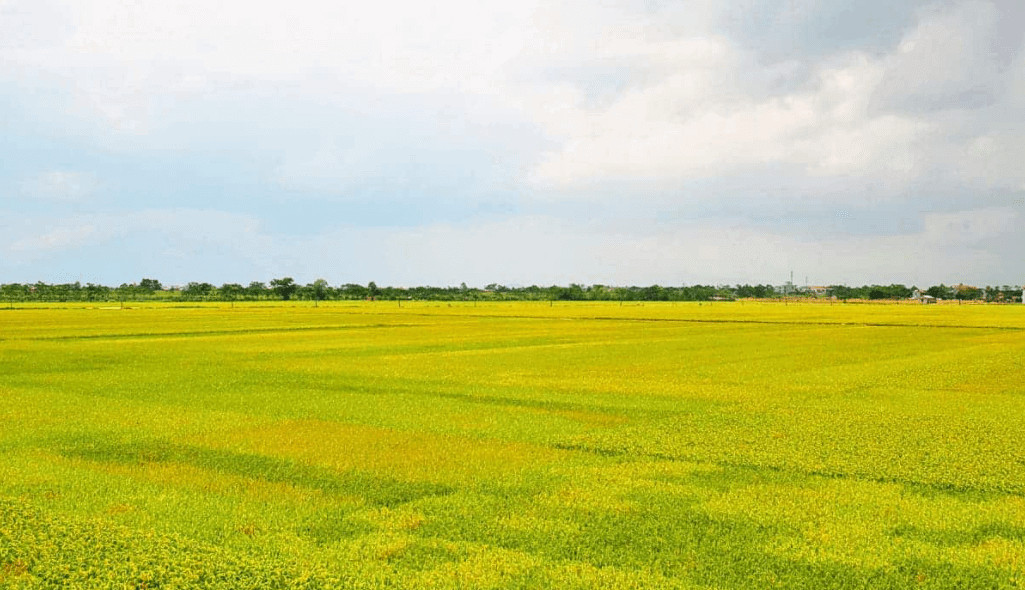 Cánh đồng lúa vàng ươm dưới nắng mai