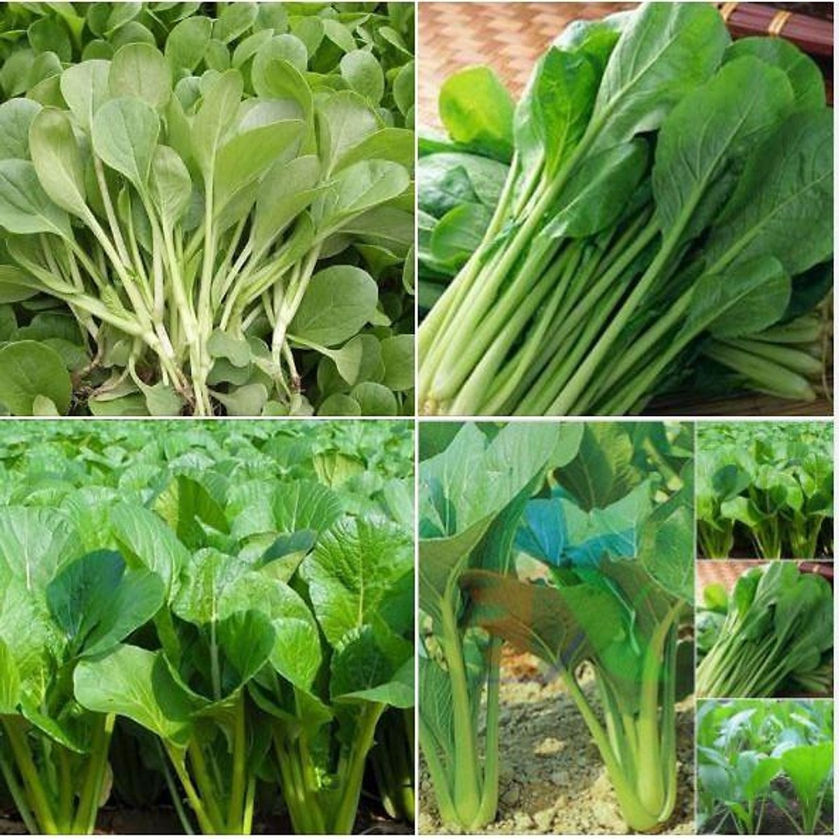 Kỹ Thuật Trồng Rau Cải Ngọt An Toàn, Đơn Giản Tại Nhà 15 Kỹ Thuật Trồng Rau Cải Ngọt An Toàn, Đơn Giản Tại Nhà