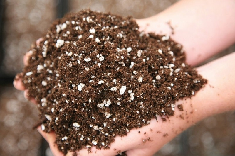 Chuẩn bị luống đất tơi xốp và màu mỡ