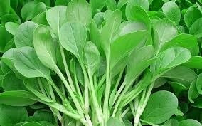 Thu hoạch rau cải ngọt tươi ngon