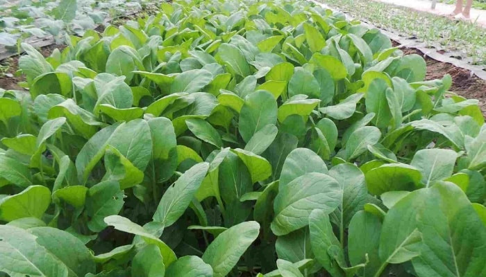Gieo hạt cải ngọt đều lên bề mặt đất