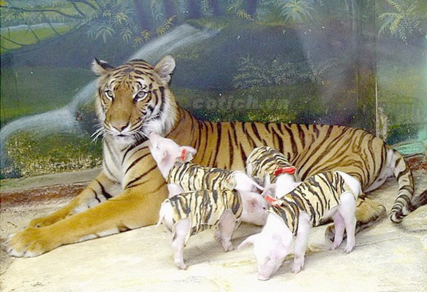 Các tên gọi khác nhau của hổ