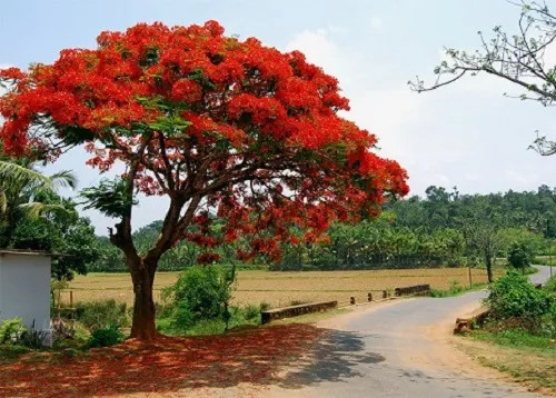 Cận cảnh hoa phượng vĩ khoe sắc đỏ rực rỡ