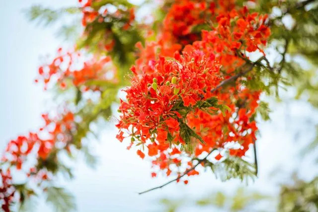 Người làm vườn đang chăm sóc cây phượng vĩ