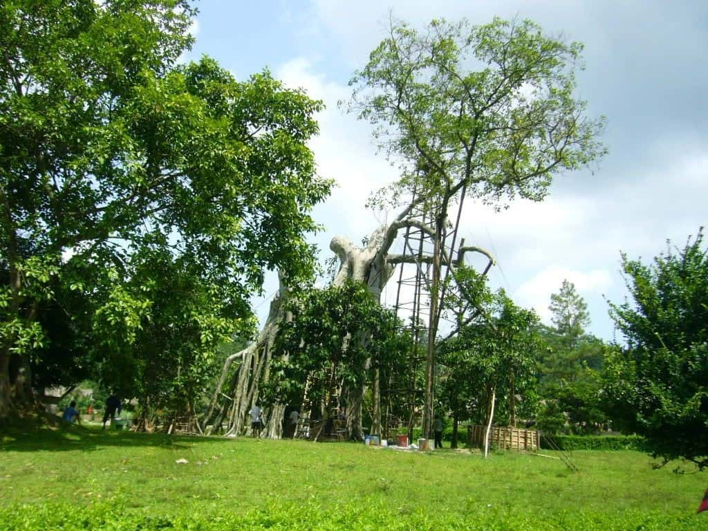 Lịch sử hình thành và phát triển của cây đa Tân Trào